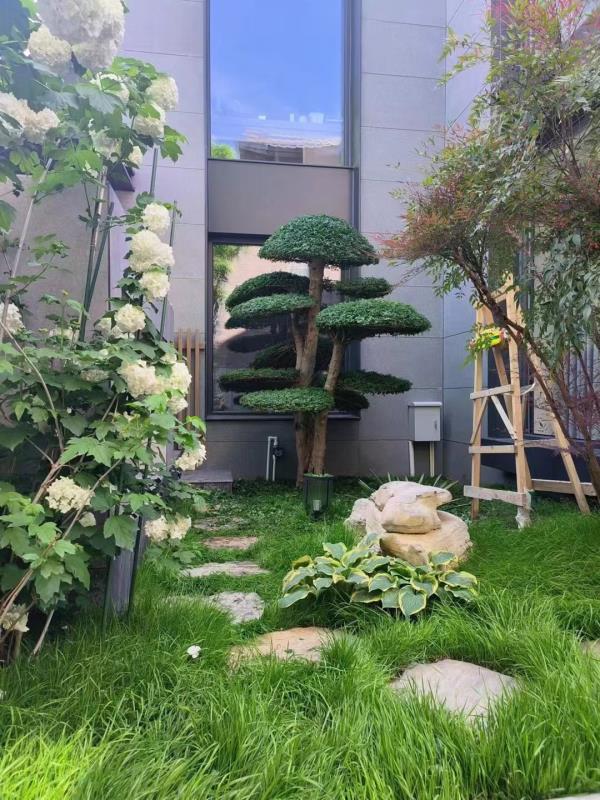 某小区对节白蜡造型树项目