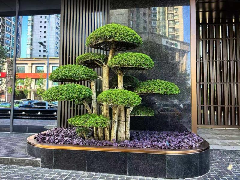 北京对节白蜡造型树项目案例