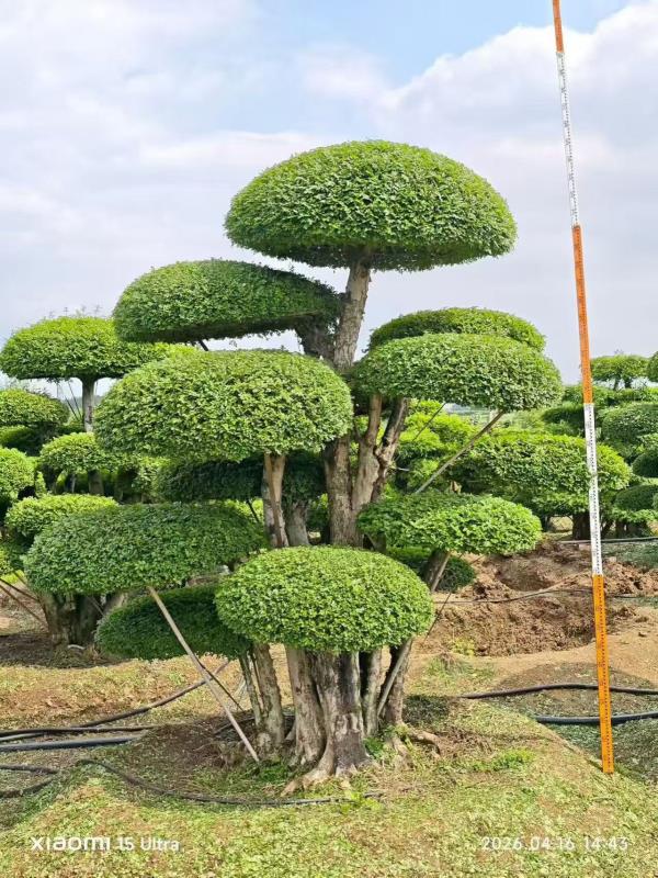 对节白蜡造型树 编号 Z004