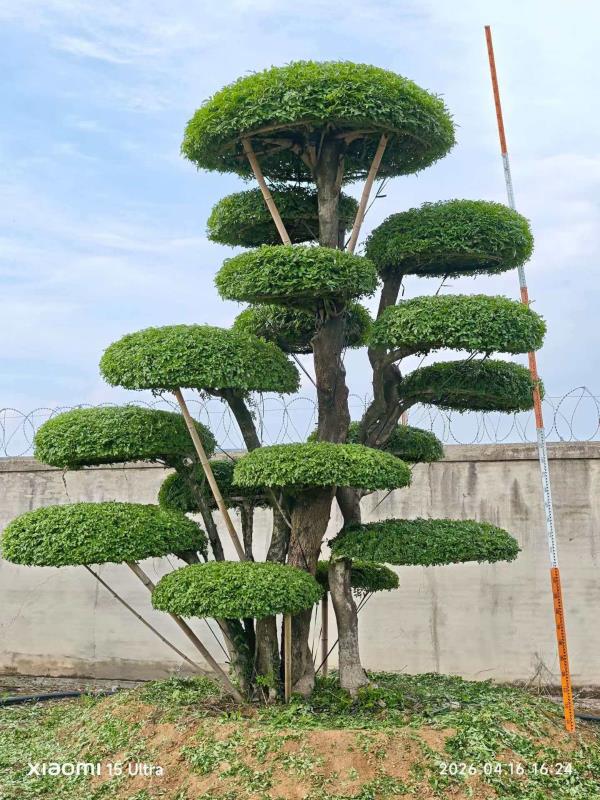 对节白蜡造型树 编号：Z010