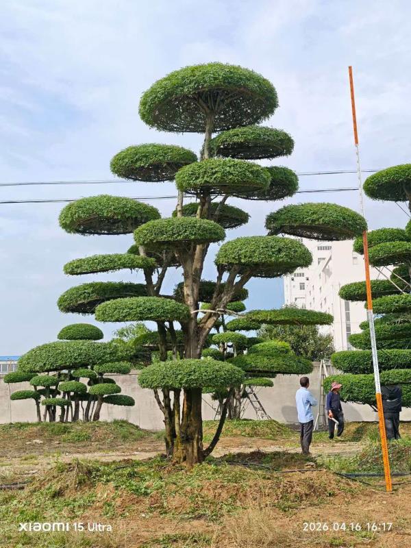 对节白蜡造型树 编号：Z012