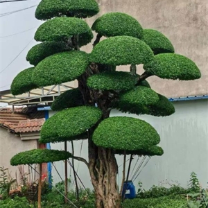 对节白蜡造型树 Z009