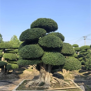 对节白蜡造型树 Z019